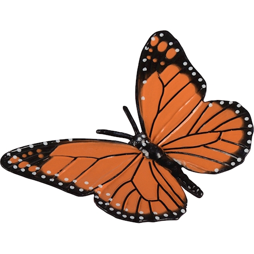 Lebenszyklen Schmetterling