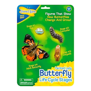 Lebenszyklus Schmetterling  