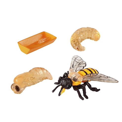 Lebenszyklen Biene
