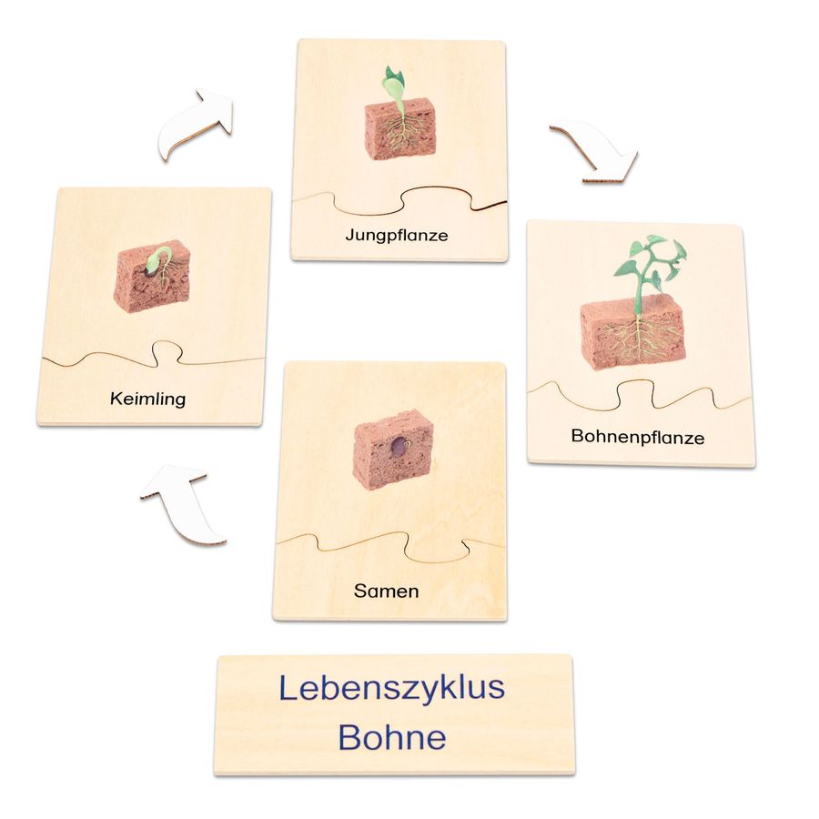 Lebenszyklus Pflanze in der Holzbox