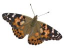Zuchtset Schmetterling