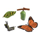 119.014.010 - Lebenszyklen Schmetterling