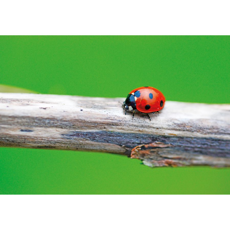 Nachbestell-Gutschein Marienkäfer-Larven
