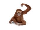 Orang-Utan