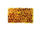 Wildtier-Schablonen und Rubbelplatten