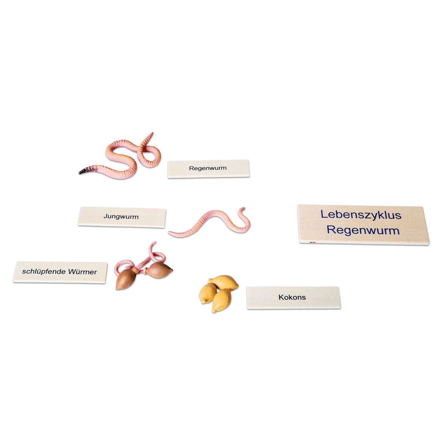 Lebenszyklus Regenwurm in der Holzbox