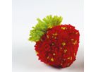 Pompon-Erdbeere