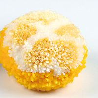 Pompon-Zitrone
