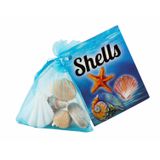 119.093.600 - Muscheln gross im Organzabeutel