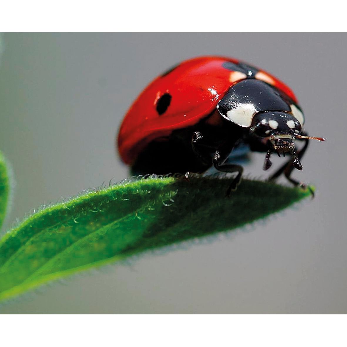 Nachbestell-Gutschein Marienkäfer-Larven