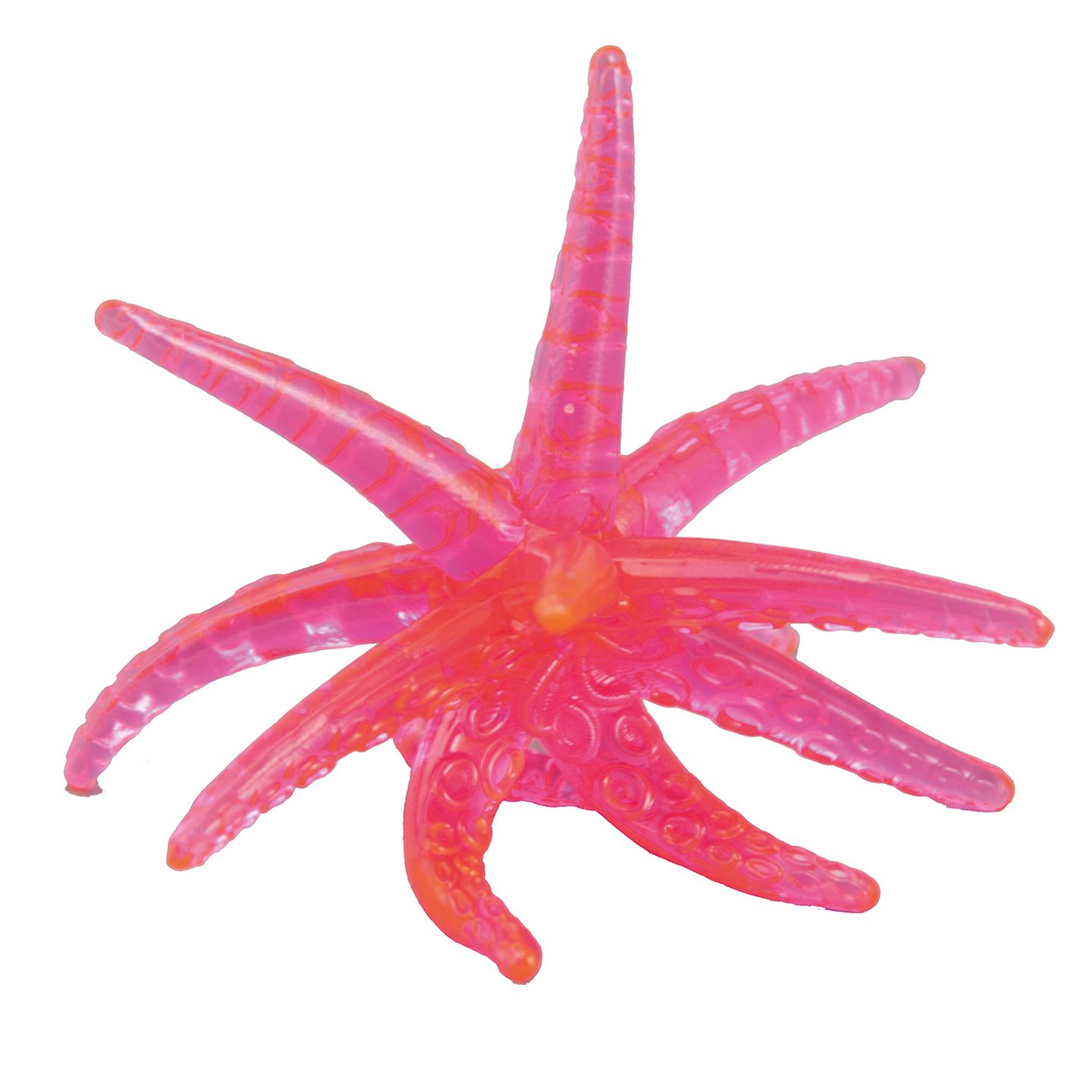 Fensterläufer Seestern