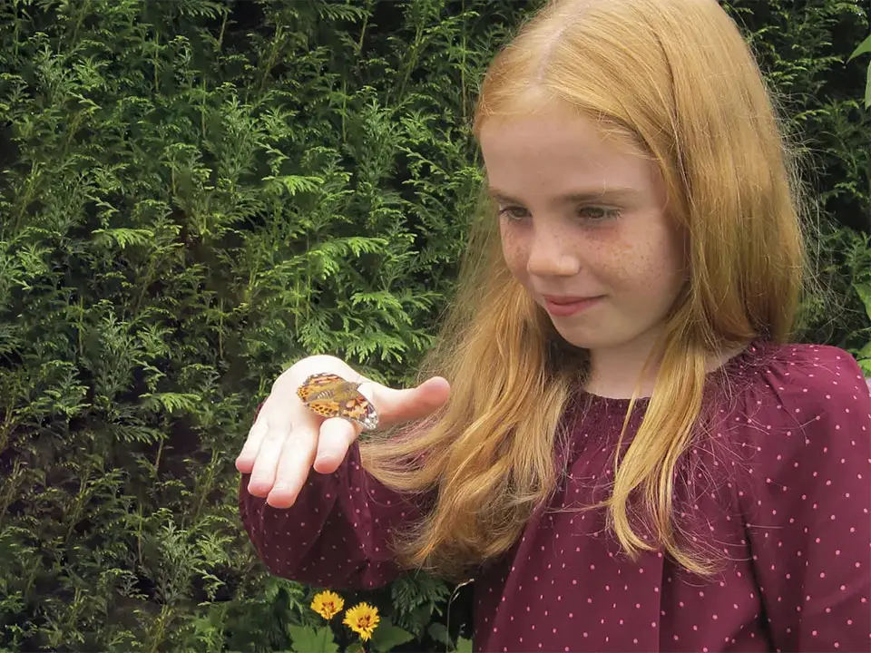 Schmetterlings-Aufzuchtset