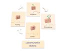 Lebenszyklus Pflanze in der Holzbox