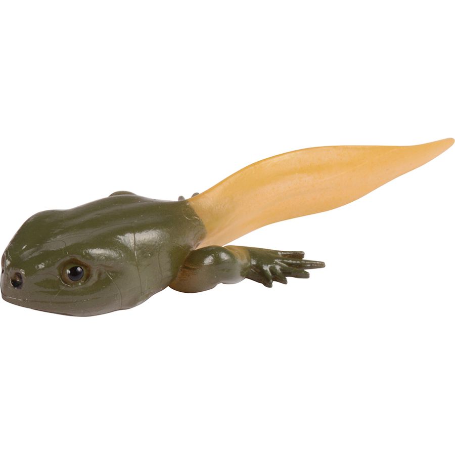 Lebenszyklen Frosch