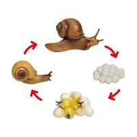 Lebenszyklus-Modell Schnecke