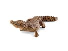 Krokodil