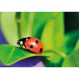 119.115.011 - Nachbestell-Gutschein Marienkäfer-Larven