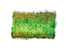 Wildtier-Schablonen und Rubbelplatten