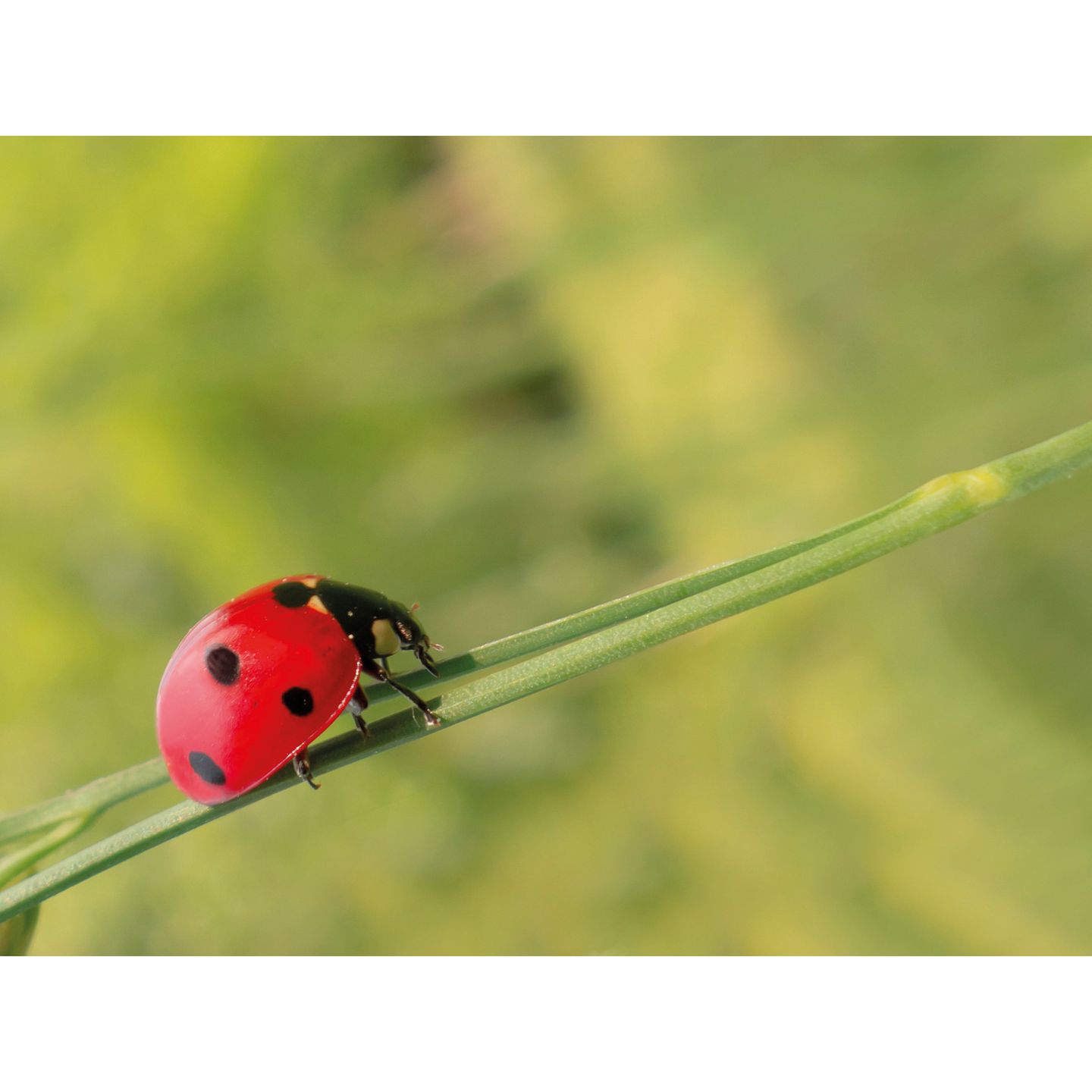 Nachbestell-Gutschein Marienkäfer-Larven