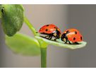 Zuchtset Marienkäfer