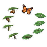 Lebenszyklus Schmetterling magnetisch, Demonstrations Set