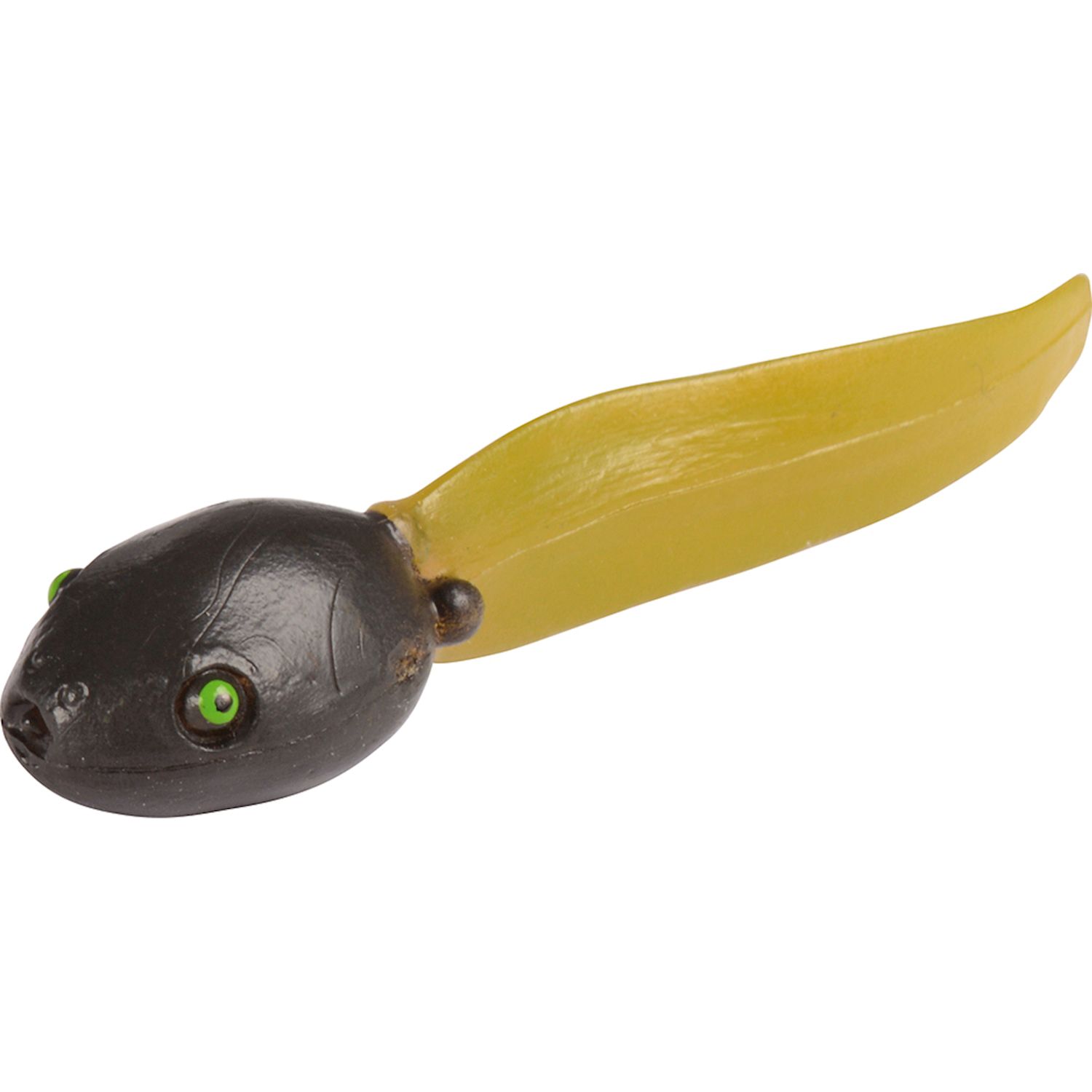 Lebenszyklen Frosch