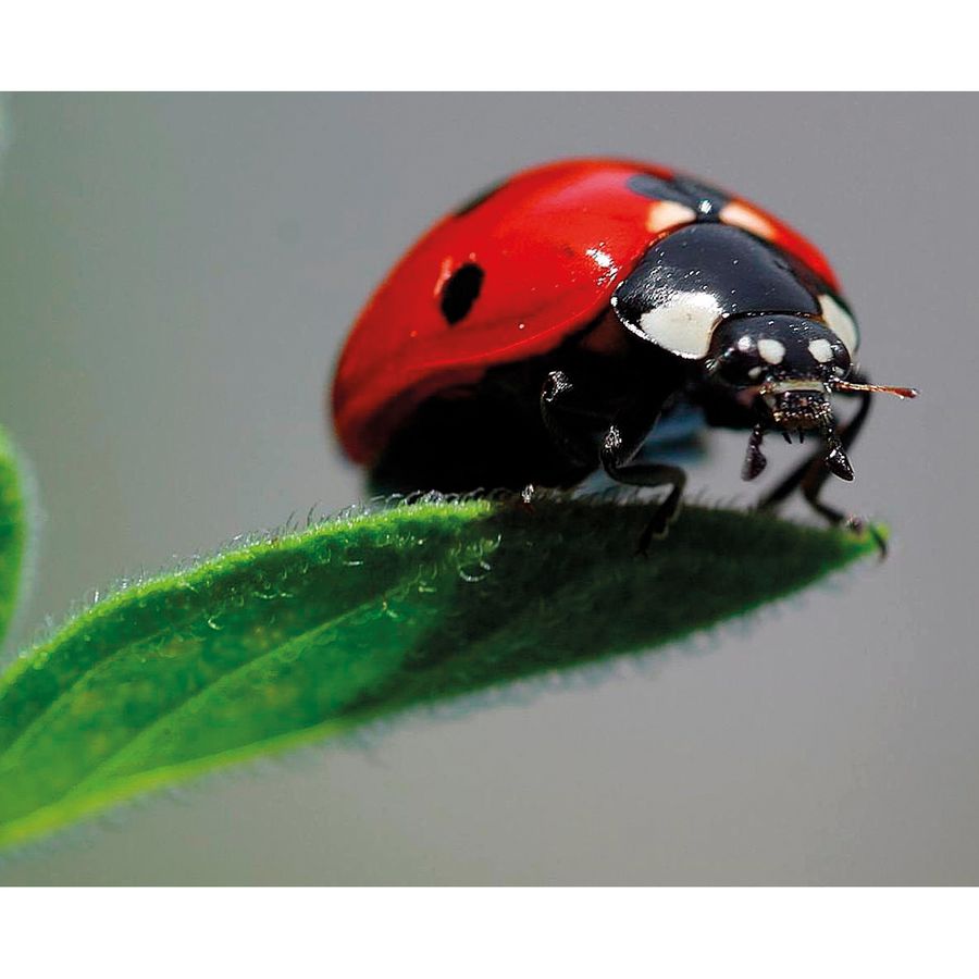 Nachbestell-Gutschein Marienkäfer-Larven