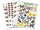 Zuchtset Schmetterling