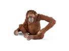 Orang-Utan