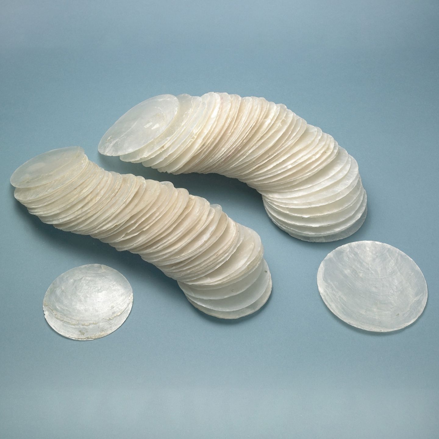 Muschelscheiben Ø ca. 7.5 cm, 50 Stück in Box