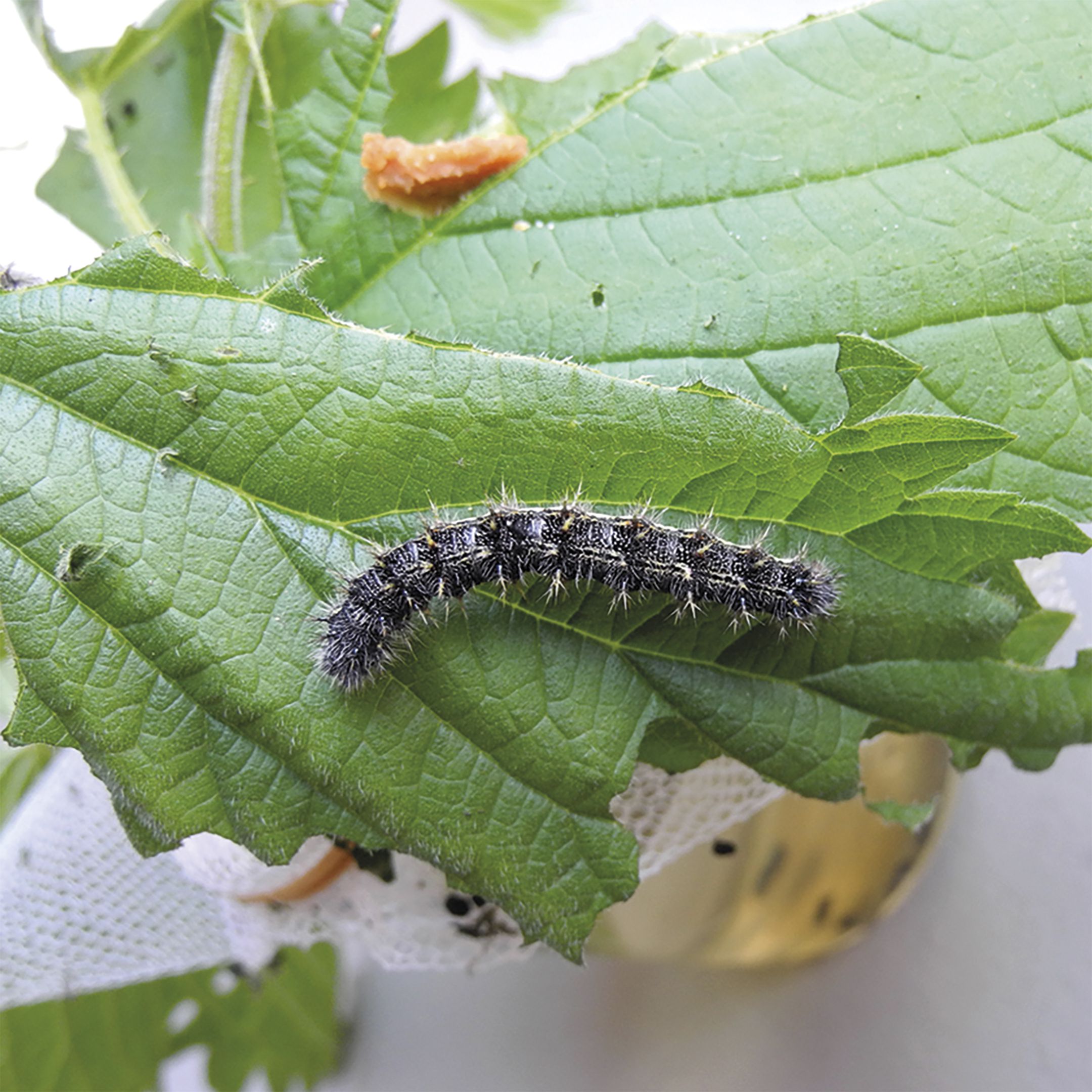 Zuchtset Schmetterling