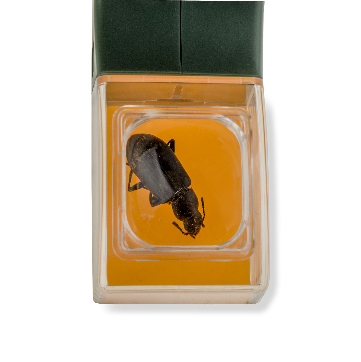 Insektenfänger