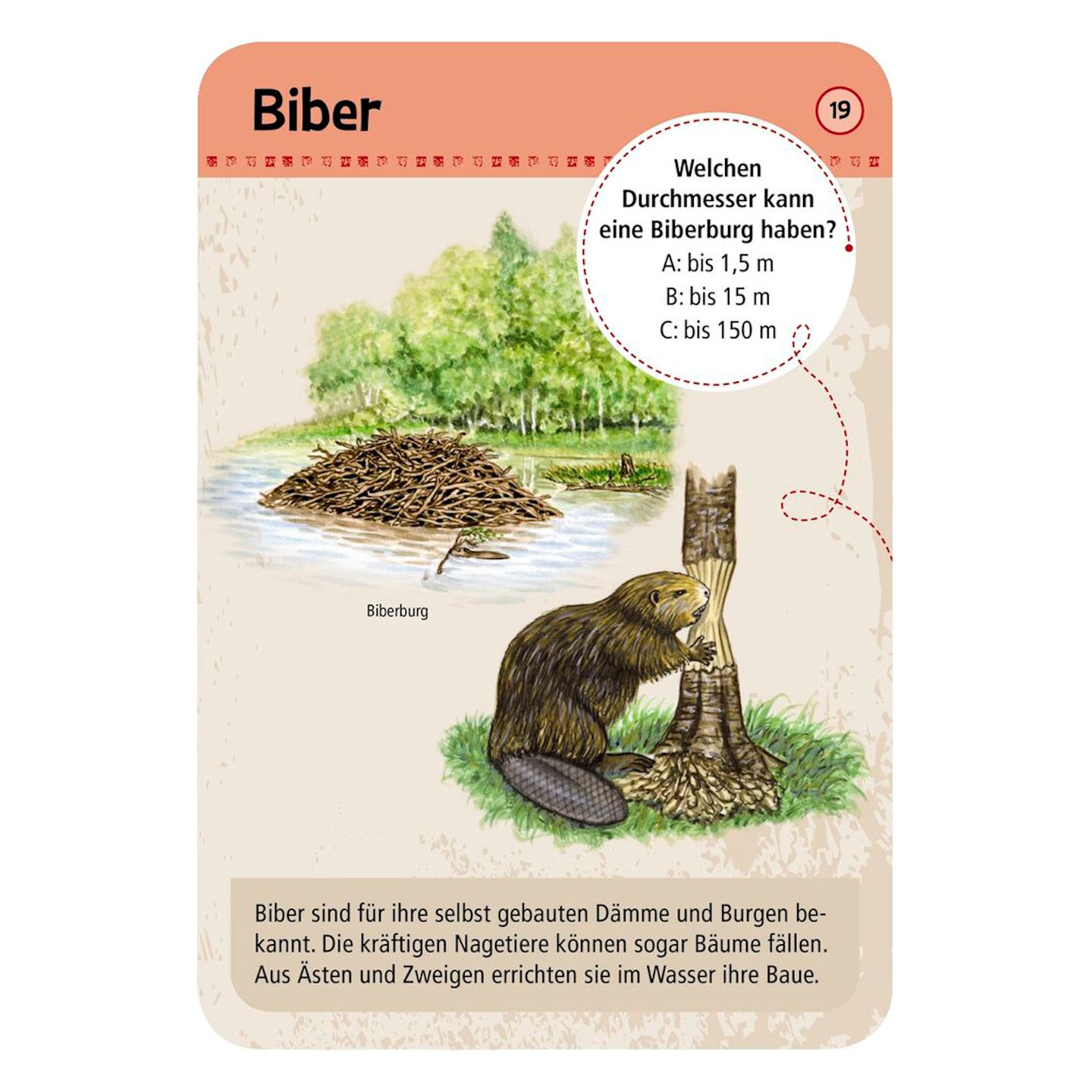 50 Tierspuren Lernkarten