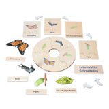 119.116.700 - Lebenszyklus Schmetterling in der Holzbox