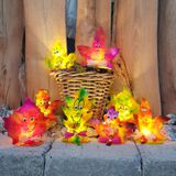 K22.008.001H - Leuchtende Herbstblätter