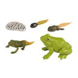 119.014.110 - Lebenszyklen Frosch