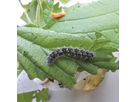 Zuchtset Schmetterling