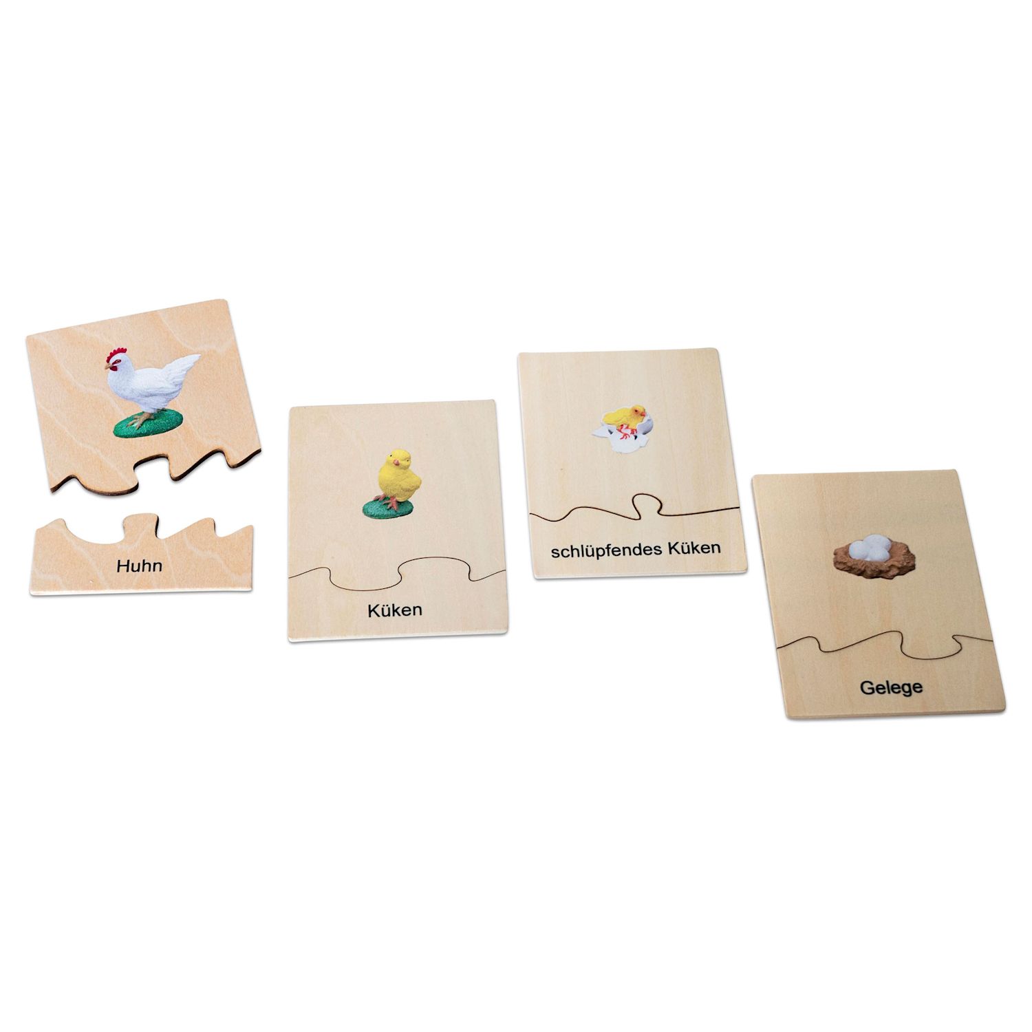 Lebenszyklus Huhn in der Holzbox