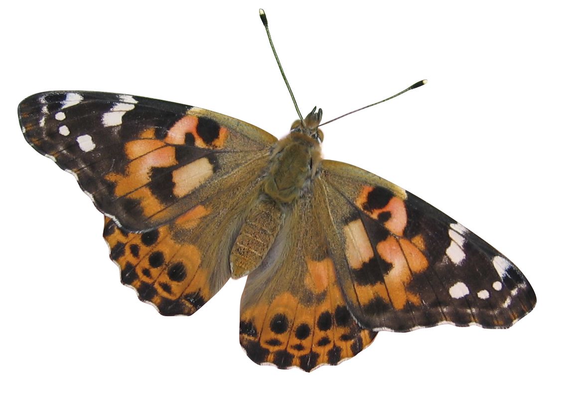 Zuchtset Schmetterling