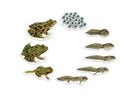 Lebenszyklus Frosch magnetisch Demonstrations Set