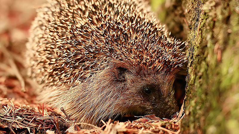 Igel im Herbst