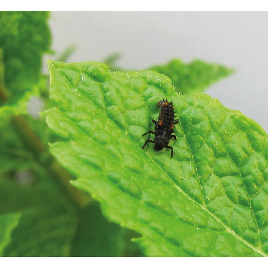 Nachbestell-Gutschein Marienkäfer-Larven