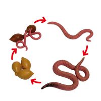 Lebenszyklus-Modell Regenwurm