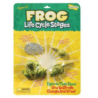 Lebenszyklus Frosch