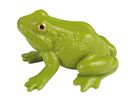 Lebenszyklen Frosch