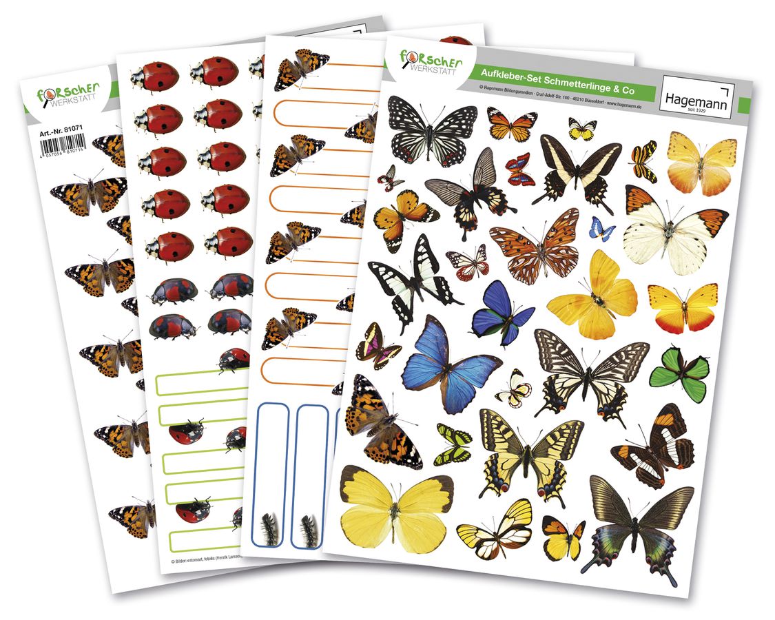 Zuchtset Schmetterling