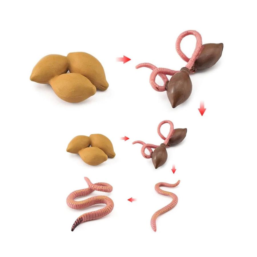 Lebenszyklus-Modell Regenwurm