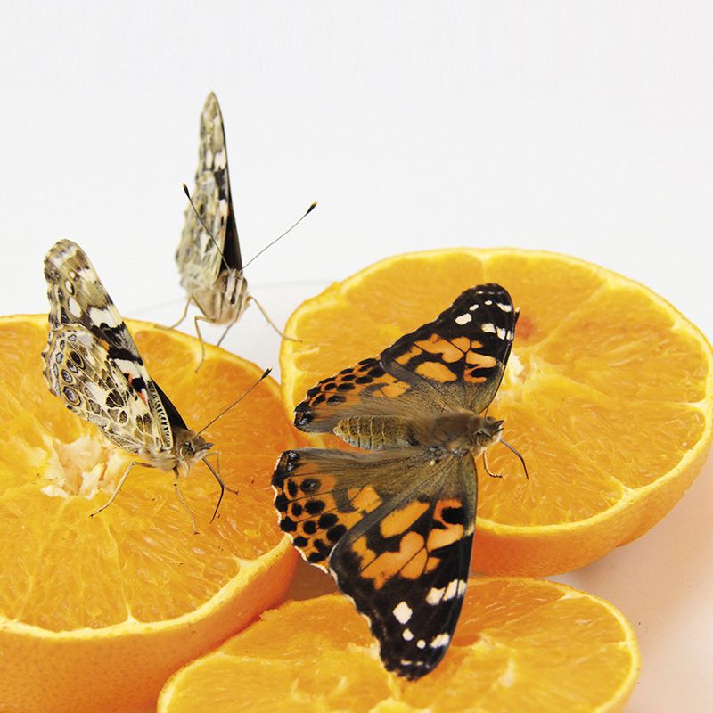 Zuchtset Schmetterling