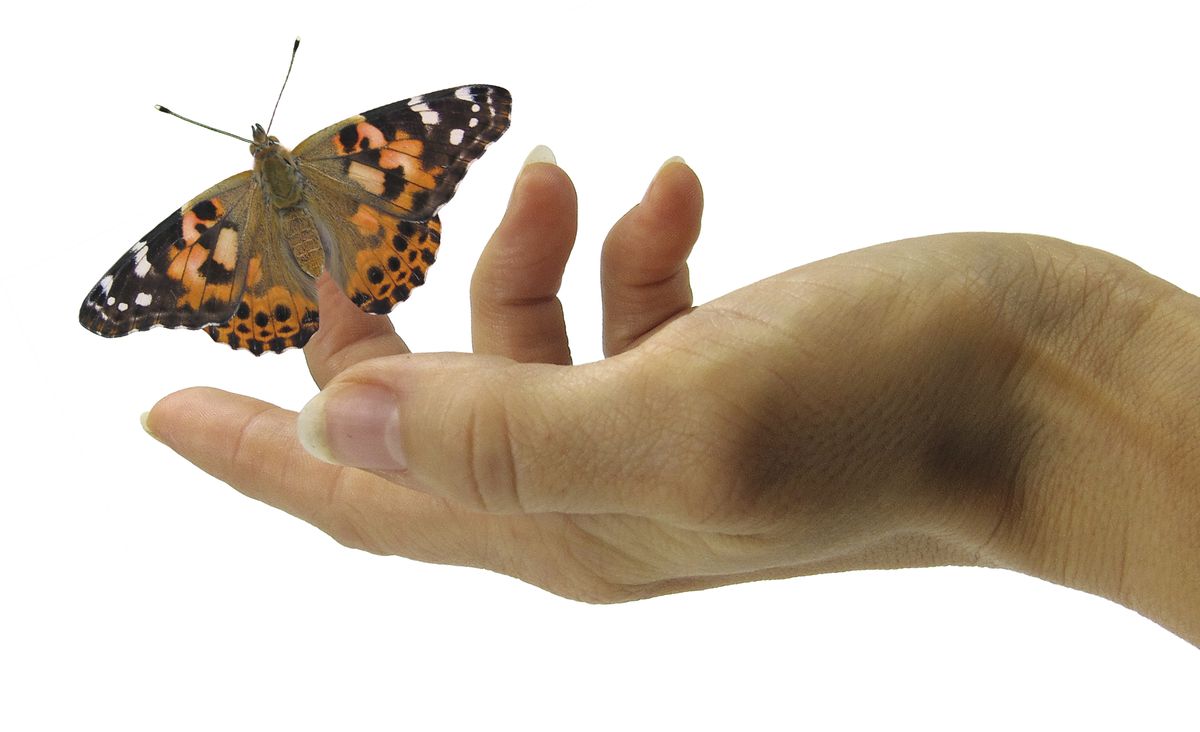 Zuchtset Schmetterling