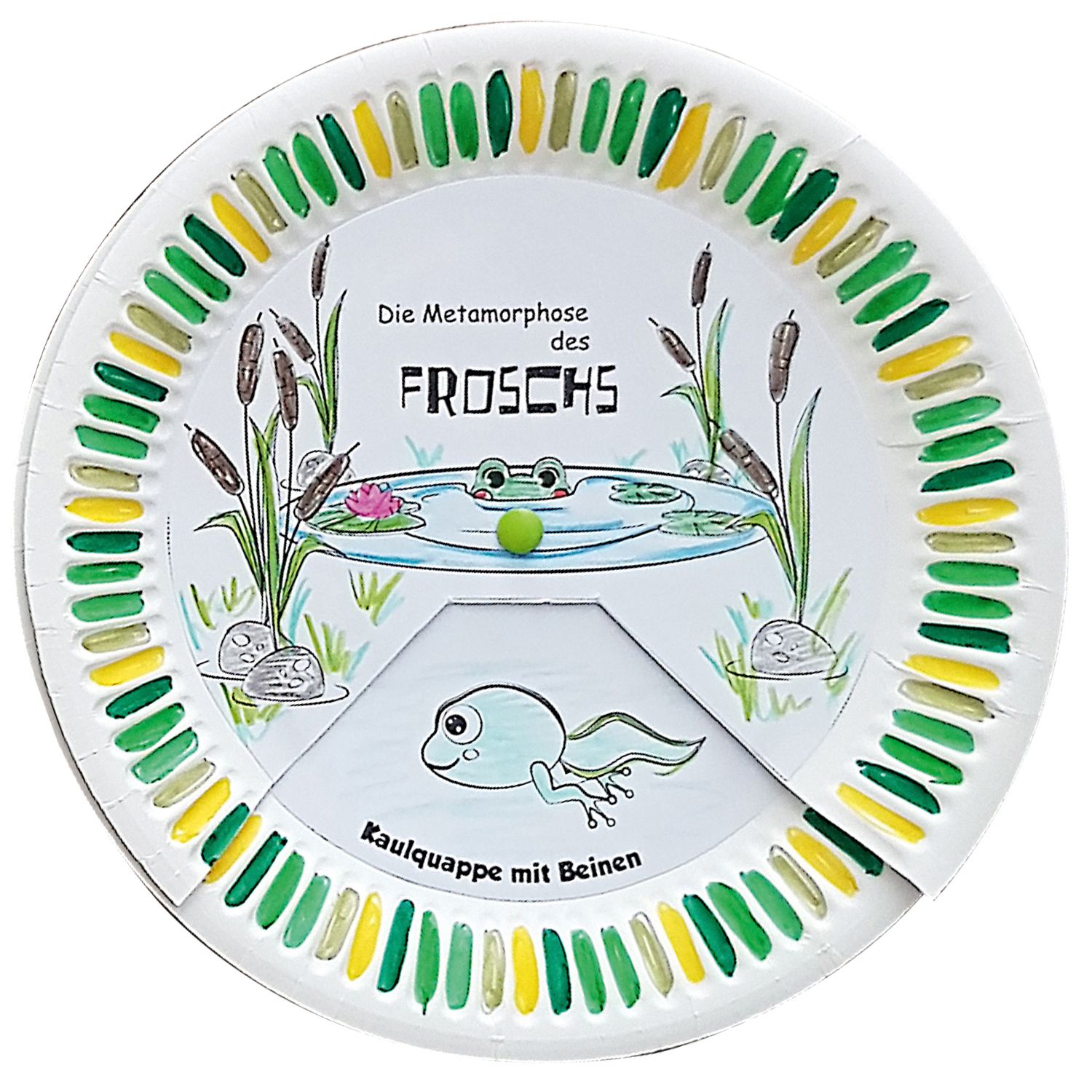 Metamorphose des Froschs